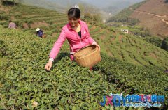 大余县出台优惠政策 大力发展生态农业产业