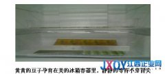 冰箱里养豆芽 美的冰箱再创“鲜”境界