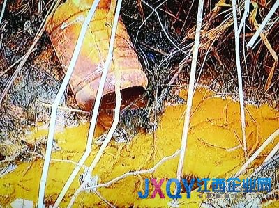 南京7污企搬迁前疯狂排污:活鱼入水10分钟就死