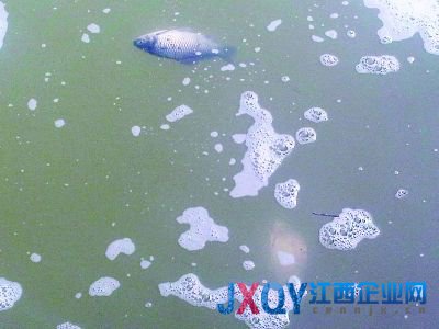 南京7污企搬迁前疯狂排污:活鱼入水10分钟就死