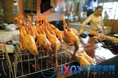 全国确诊21例人感染H7N9 北京暂停宠物鸟交易