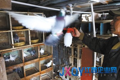 北京将每日公开播报禽流感疫情 未报告新发病例