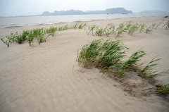 南方土地沙化被忽视 鄱阳湖流沙每年外扩3-5米