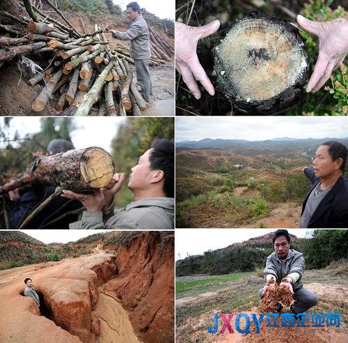 拼版照片：位于江西南部的赣县五云镇一处因滥伐林木导致的水土流失现象。图为碗口粗的树木被砍伐，留下光秃秃的山地，山林被毁导致水土流失，山路被冲刷成一个个大坑，农田被泥沙覆盖（左至右，上至下）（2011年3月22日摄）。新华社记者 周科 摄