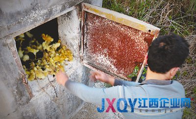 H7N9禽流感重挫家禽养殖业 业者称卖不掉养不起