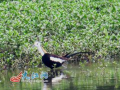 &ldquo;凌波仙子&rdquo;水雉现都昌县矶山湖（图）
