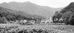 赏菊喝菊品味生态经济甘甜[图]