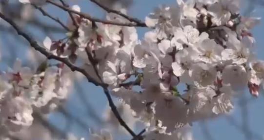 庐山方竹寺：阳光明媚蓝天白云 樱花灿烂迎风盛开